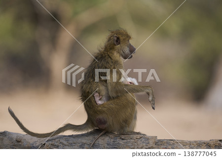 Adult and baby Yellow Baboon 138777045