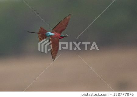 Southern Carmine Bee-eater in flight Southern Carmine Bee-eater in flight 138777076