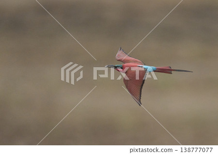 Southern Carmine Bee-eater in flight Southern Carmine Bee-eater in flight 138777077