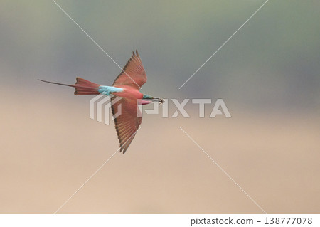 Southern Carmine Bee-eater in flight Southern Carmine Bee-eater in flight 138777078