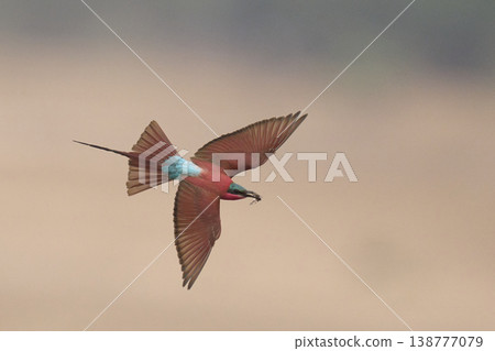 Southern Carmine Bee-eater in flight Southern Carmine Bee-eater in flight 138777079