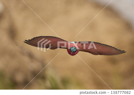 Southern Carmine Bee-eater in flight Southern Carmine Bee-eater in flight 138777082