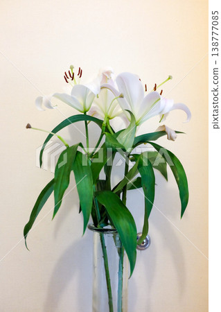 Casablanca, known as the queen of lilies Casablanca, known as the queen of lilies 138777085