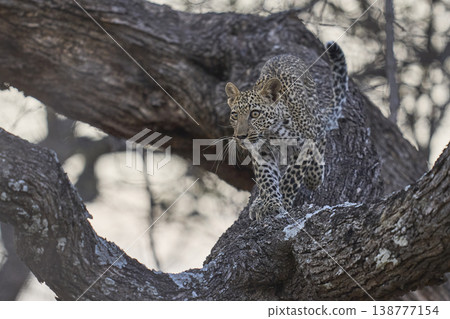 Leopard cub in a tree 138777154