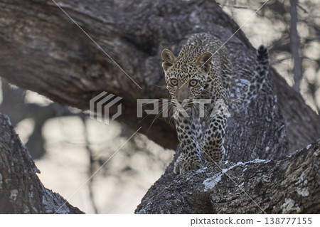 Leopard cub in a tree Leopard cub in a tree 138777155