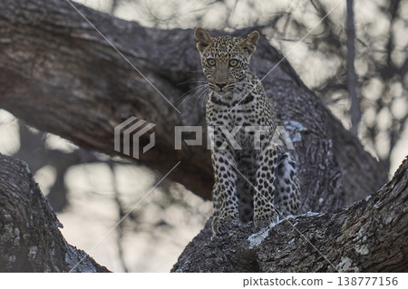 Leopard cub in a tree 138777156