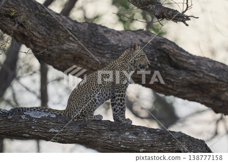Leopard cub in a tree Leopard cub in a tree 138777158