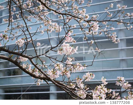 Cherry blossoms in Kochi City 138777208