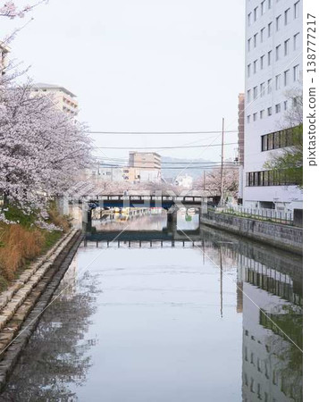 Cherry blossoms in Kochi City 138777217