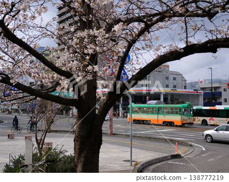 Cherry blossoms in Kochi City Cherry blossoms in Kochi City 138777219
