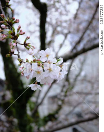 Cherry blossoms in Kochi City 138777225