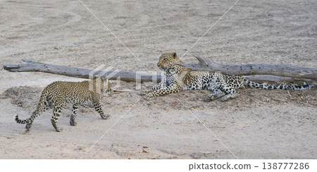 Female Leopard and cub Female Leopard and cub 138777286