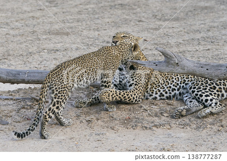 Female Leopard and cub 138777287