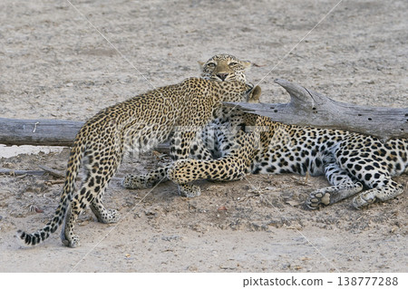 Female Leopard and cub Female Leopard and cub 138777288