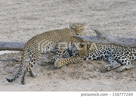 Female Leopard and cub Female Leopard and cub 138777289