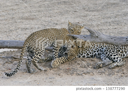 Female Leopard and cub Female Leopard and cub 138777290