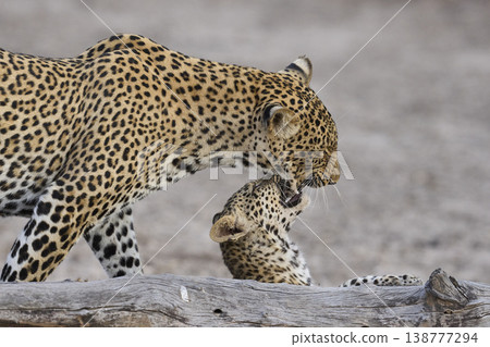 Female Leopard and cub Female Leopard and cub 138777294