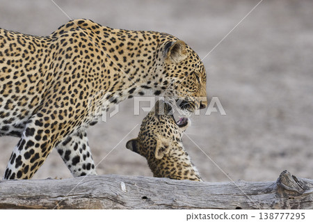 Female Leopard and cub Female Leopard and cub 138777295
