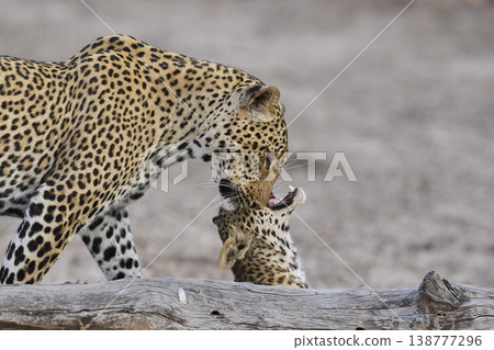 Female Leopard and cub Female Leopard and cub 138777296
