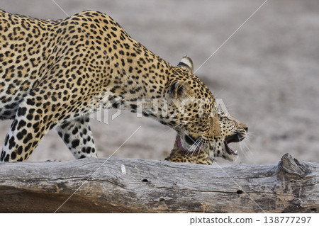Female Leopard and cub Female Leopard and cub 138777297