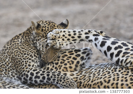 Female Leopard and cub 138777303
