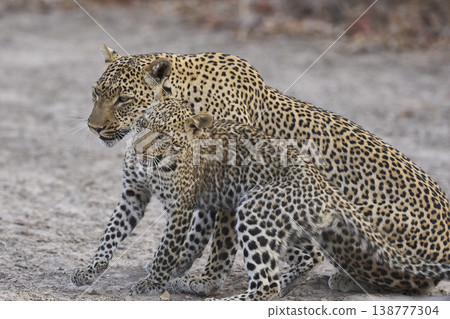 Female Leopard and cub 138777304