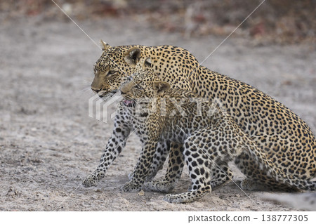 Female Leopard and cub Female Leopard and cub 138777305