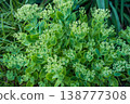 Vibrant green succulent plant with budding flowers in close-up 138777308