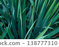 A detailed close-up of Yucca long, pointed green leaves with a smooth texture 138777310