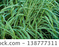 A close-up of vibrant green striped ornamental grass, captured outdoors in natural daylight.  138777311