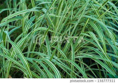 A close-up of vibrant green striped ornamental grass, captured outdoors in natural daylight. A close-up of vibrant green striped ornamental grass, captured outdoors in natural daylight. 138777311