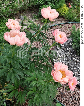 Pink Peony Flower petals plant bush top view garden. Peonies flowers Pink Peony Flower petals plant bush top view garden. Peonies flowers 138777353