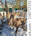 Majestic stag with large antlers standing in snow on a sunny spring day 138777372