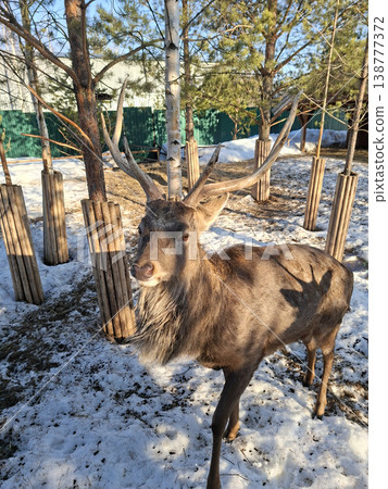 Majestic stag with large antlers standing in snow on a sunny spring day 138777372