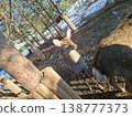 A curious young deer looks towards the camera in a sunny, snowy forest enclosure at a zoo 138777373