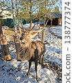 Majestic Red Deer Stag in Snowy Zoo Enclosure at Sunset 138777374