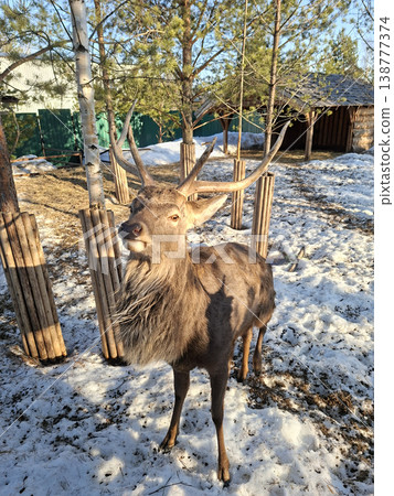 Majestic Red Deer Stag in Snowy Zoo Enclosure at Sunset Majestic Red Deer Stag in Snowy Zoo Enclosure at Sunset 138777374