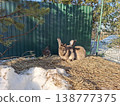 Two brown rabbits resting on hay in a sunny, snowy enclosure 138777375