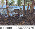 Young deer with antlers in a muddy forest enclosure with melting snow during early spring 138777376
