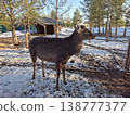 Young brown deer standing on melting snow in a park on a sunny day 138777377