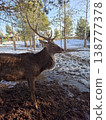 A majestic brown deer with large antlers stands in a muddy and snowy enclosure during early spring 138777378