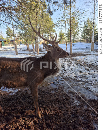 A majestic brown deer with large antlers stands in a muddy and snowy enclosure during early spring 138777378
