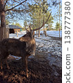 A male deer with large antlers stands in a muddy, snowy enclosure in a forest park 138777380