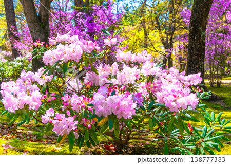 Rhododendrons and three-leaved azaleas at Ninna-ji Temple Rhododendrons and three-leaved azaleas at Ninna-ji Temple 138777383