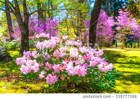 Rhododendrons and three-leaved azaleas at Ninna-ji Temple Rhododendrons and three-leaved azaleas at Ninna-ji Temple 138777388