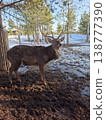 Male deer with antlers standing in a muddy enclosure with melting snow in early spring 138777390