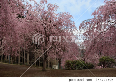 花樹：垂枝櫻花 138777396