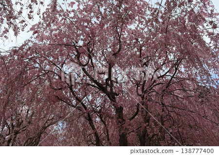 Flowers and trees: Weeping cherry blossoms 138777400