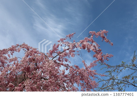 花樹:垂枝櫻花 花樹:垂枝櫻花 138777401