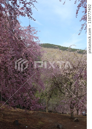 花樹:垂枝櫻花 花樹:垂枝櫻花 138777402